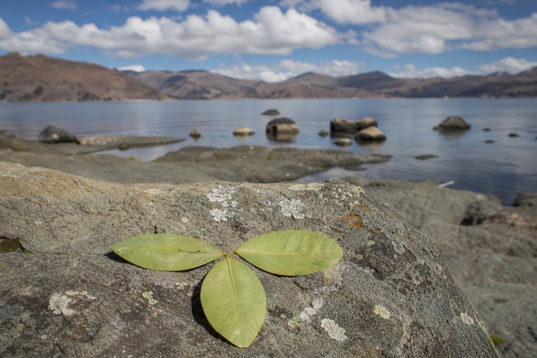 Three coca leaves arranged as a k'intu offering on a flat stone near the lakeshore