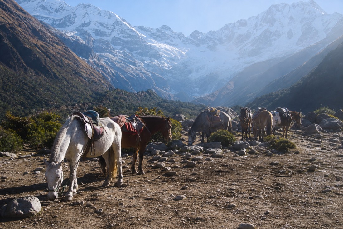 Horses and local handlers waiting at the Soraypampa trailhead below the Humantay valley