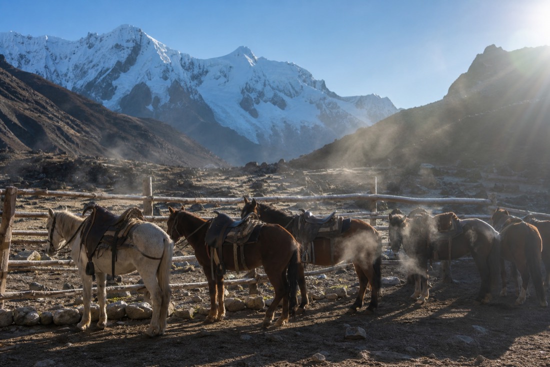Saddled horses standing in a loose line along a wooden fence at dawn at the Soraypampa trailhead, breath steaming in cold air, snow-capped Salkantay behind, no recognizable faces
